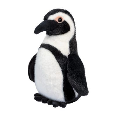 Zuri African Penguin